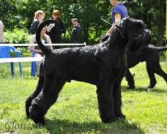 Gloris Show Dancer