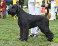 Gloris Shock Dog