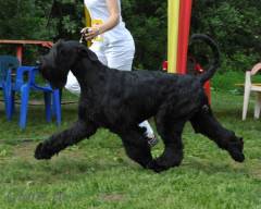 Gloris Show Dancer