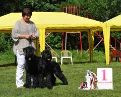 Gloris Show Dancer & Gloris Shock Dog