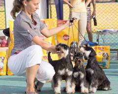 Gloris Kennel