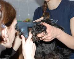 Mini schnauzers eyes inspection