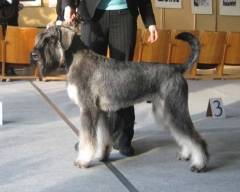 Riesenschnauzer Gloris Faraonas