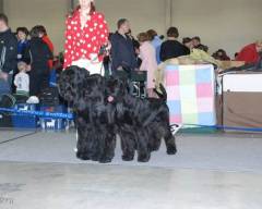 Gloris - Best Giant Schnauzer Breeder Group