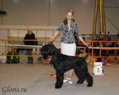 Riesenschnauzer Gloris Lincoln