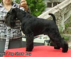 Gloris Top Show Boy