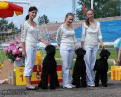 Riesesenschnauzers 