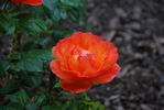 DSC_0175.JPG