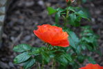 DSC_0176.JPG