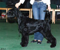 Gloris_Shock_Dog.jpg