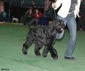 Gloris_Shock_Dog2.jpg