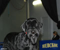 Gloris_Shock_Dog3.jpg