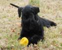 Gloris_Shock_Dog_2.jpg