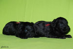 mini-schnauzer-puppy1~0.jpg