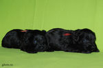 mini-schnauzer-puppy2~0.jpg
