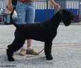 riesenschnauzer~1.jpg