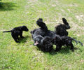 riesenschnauzer~2.jpg
