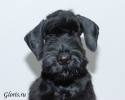 riesenschnauzer~5.jpg