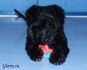 riesenschnauzer-1.jpg