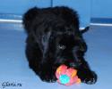 riesenschnauzer-2.jpg