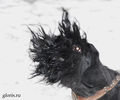riesenschnauzer1.jpg