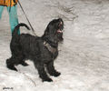 riesenschnauzer1a.jpg