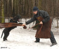 riesenschnauzer2a.jpg
