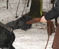 Файл=riesenschnauzerQ4.jpg
Объём=275KB
Размеры=720x600
Дата=Март 14, 2008 riesenschnauzerQ4.jpg
