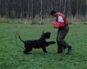 Файл=riesenschnauzer_1~1.jpg
Объём=153KB
Размеры=900x720
Дата=Окт 27, 2008 riesenschnauzer_1~1.jpg