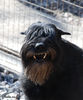 riesenschnauzer_Bill_1.jpg