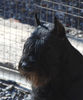 riesenschnauzer_Bill_3.jpg