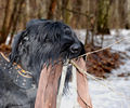 Файл=riesenschnauzer_Chipola3.jpg
Объём=550KB
Размеры=960x800
Дата=Март 17, 2008 riesenschnauzer_Chipola3.jpg