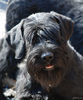 riesenschnauzer_Tisha.jpg