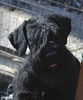 riesenschnauzer_Tisha_3.jpg