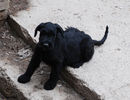 riesenschnauzer_puppy~1.jpg