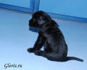 riesenschnauzer_puppy~3.jpg