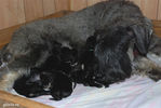 riesenschnauzer_puppy.jpg