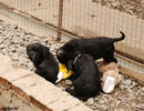 riesenschnauzer_puppy1~1.jpg
