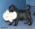 riesenschnauzer_puppy3~0.jpg