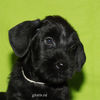 Файл=riesenschnauzer_puppy3.jpg
Объём=239KB
Размеры=600x600
Дата=Март 23, 2008 riesenschnauzer_puppy3.jpg