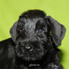 riesenschnauzer_puppy8.jpg