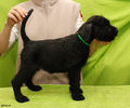 riesenschnauzer_puppy_f2.jpg