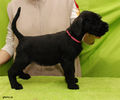 riesenschnauzer_puppy_f3.jpg