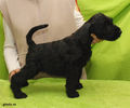 riesenschnauzer_puppy_f4.jpg