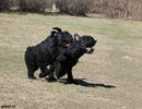 Файл=riesenschnauzers.jpg
Объём=751KB
Размеры=1040x800
Дата=Апр 09, 2008 riesenschnauzers.jpg
