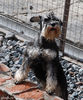 zvergschnauzer_Isik.jpg